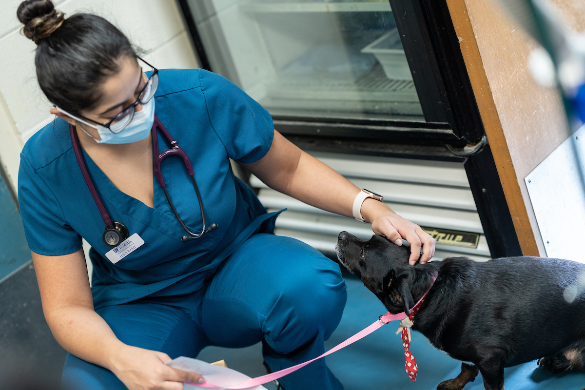 UF veterinary students gain shelter medicine skills through clerkship | UF  Health, University of Florida Health