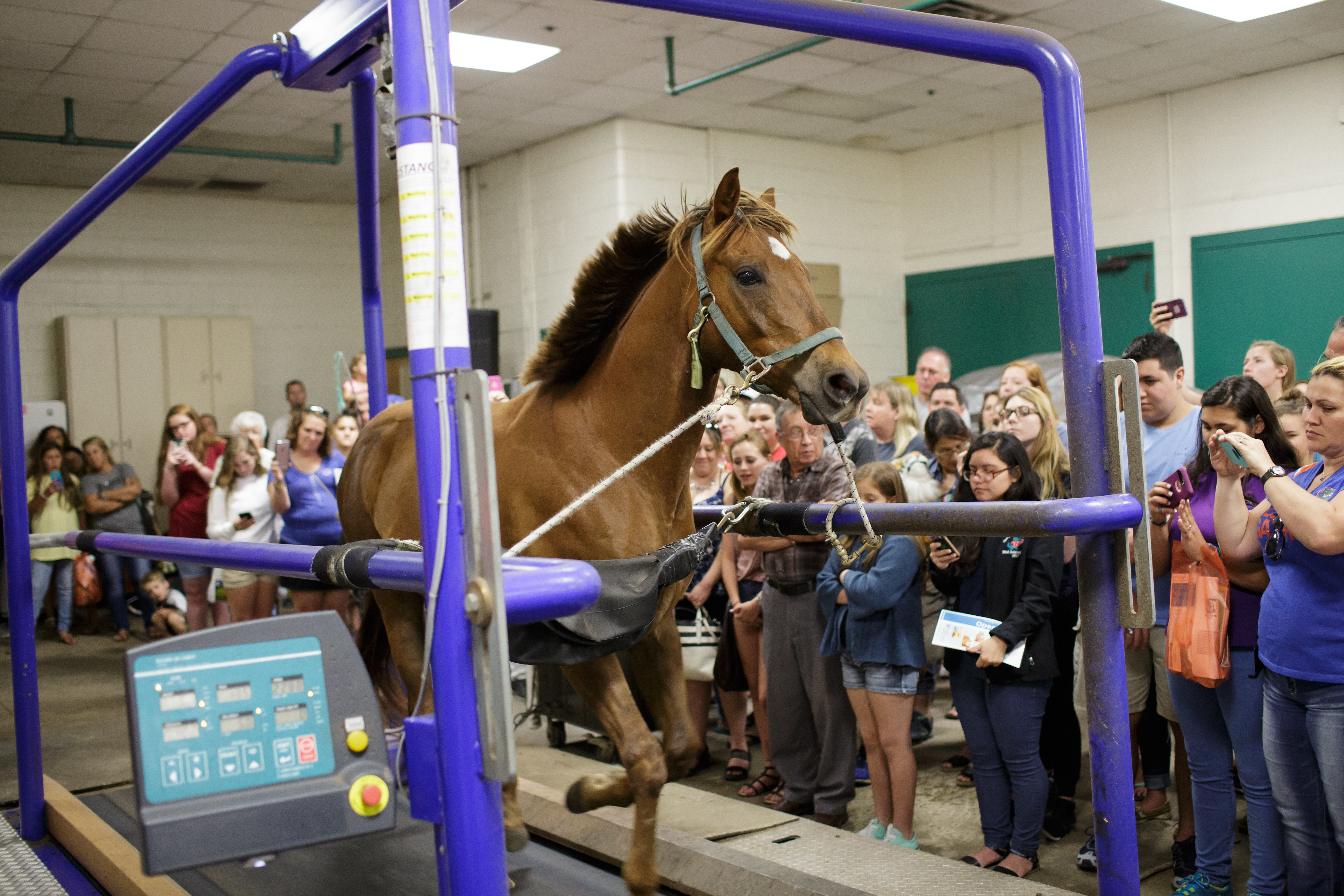 UF veterinary college's annual open house is April 13 | UF Health,  University of Florida Health