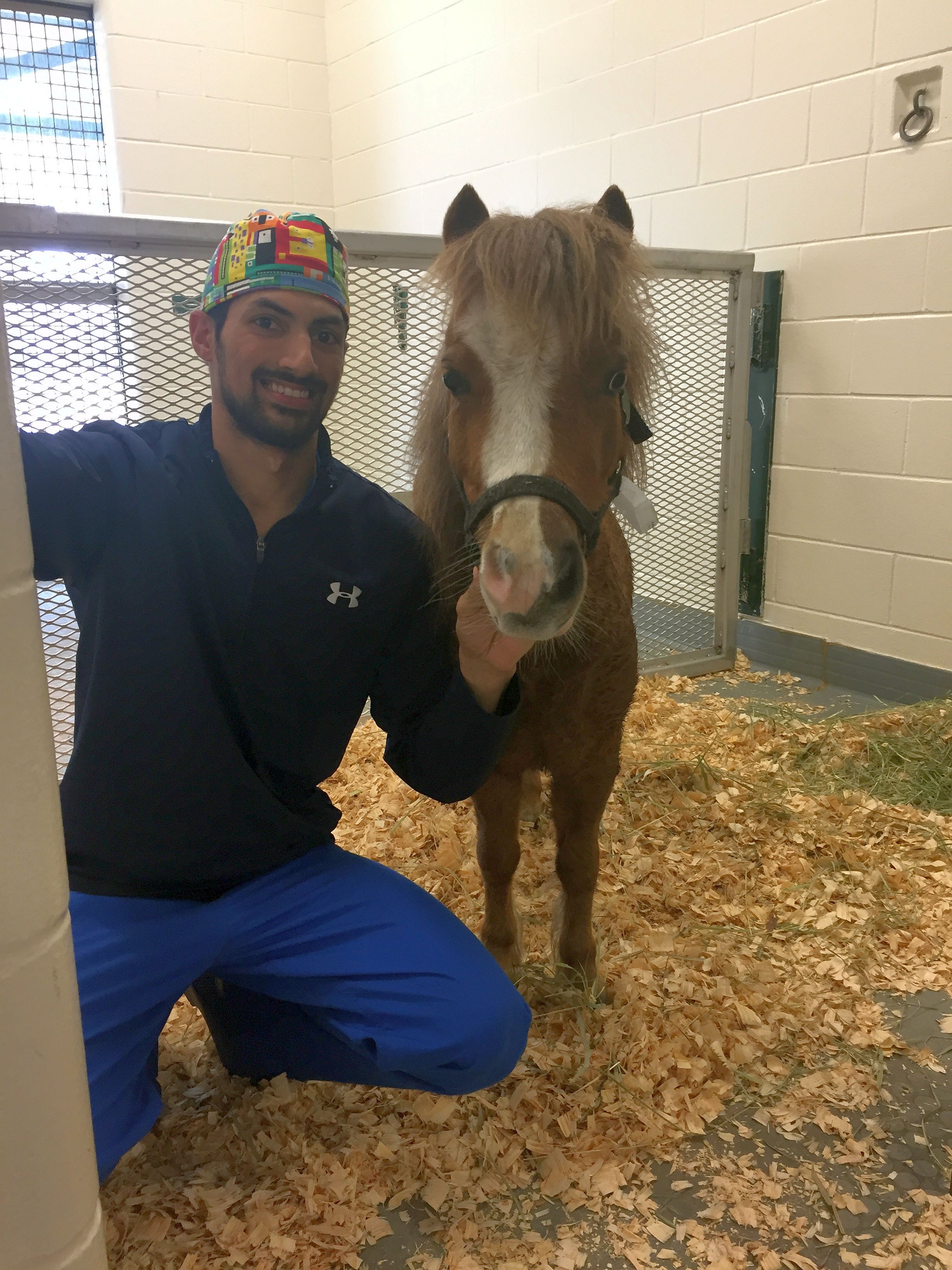 Miniature horse thriving after rare surgery at UF Large Animal Hospital |  UF Health, University of Florida Health