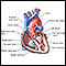 Heart - section through the middle