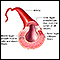 Artery cut section