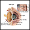 Aged eye anatomy