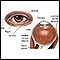 External and internal eye anatomy