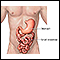 Stomach and small intestine