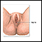 Female perineal anatomy