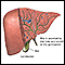 Bile produced in the liver