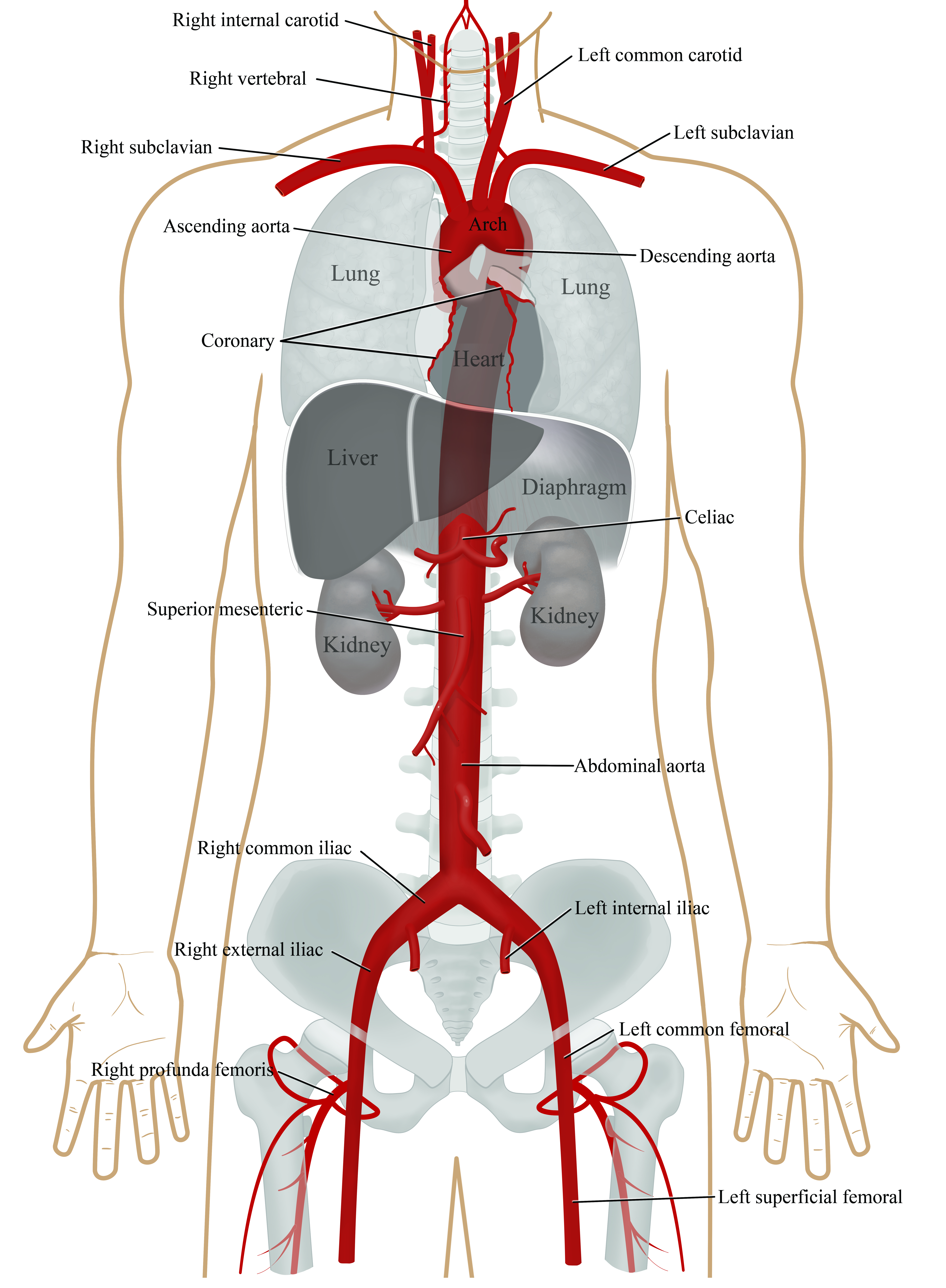 Aorta Anatomy Uf Health Aortic Disease Center Diseases