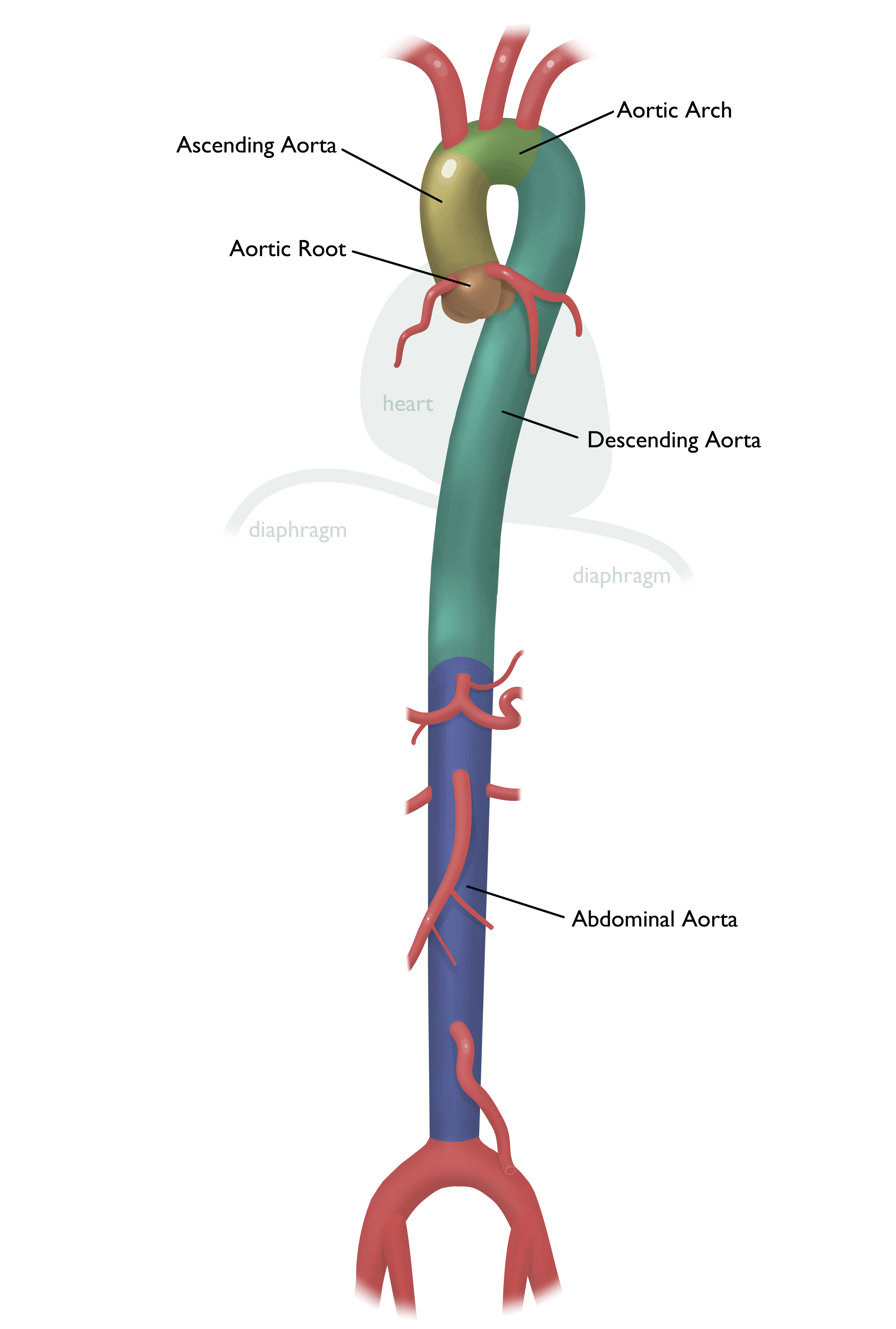 Aorta Anatomy Uf Health Aortic Disease Center Diseases Treatment Uf Health University Of Florida Health