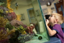 Child looking at aquarium in the UF Health Children's Surgical Center