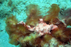 underwater image of cyanobacteria.
