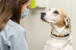 Lincoln, a 9-year-old mixed breed dog diagnosed with a tumor inside of his chest, was one of the first patients to receive radiation therapy using a new leading-edge linear accelerator known as the Varian Edge at UF's Small Animal Hospital.