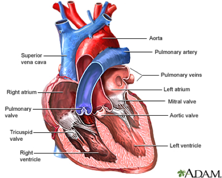 Anterior view of heart valves