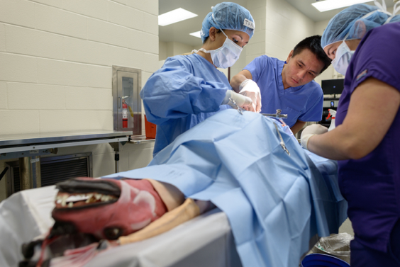 Dr. Stan Kim, center, assists veterinary students in an advanced small animal surgery lab as they perform an abdominal procedure using a synthetic canine cadaver in November 2016. (Photo by Jesse Jones)