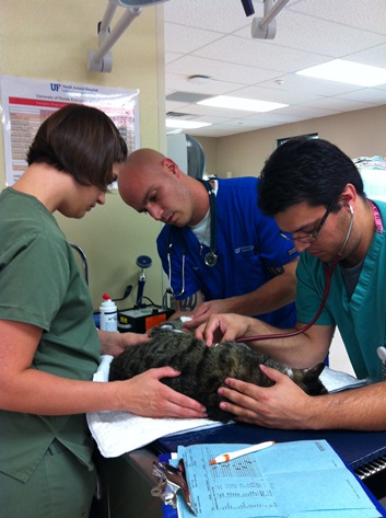 A cat named “Fence” was the Clinic’s first patient.
