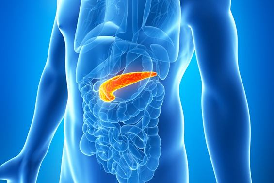 The pancreas is one of the human body's most often forgotten organs.