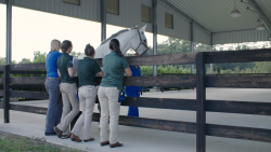 Dr. Ali Morton, far left, stands with three veterinary students in the UF Equine Sports Medicine Performance Arena while they study the gait of a horse. A new teaching consortium spearheaded by the UF College of Veterinary Medicine will focus on sharing best practices to improve teaching in academic veterinary medicine. (File photo)