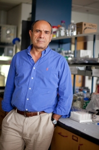 Mansour Mohamadzadeh, Ph.D., a professor in the UF College of Veterinary Medicine and the UF College of Medicine, studies a genetically-modified form of the bacterium Lactobacillus acidophilus that greatly reduced abnormal gut inflammation and reversed colon cancer in mice. (Photo by Maria Farias)