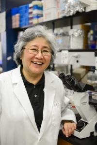 Janet Yamamoto, Ph.D., a professor of retroviral immunology at the UF College of Veterinary Medicine