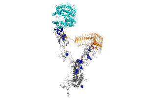 The coronavirus spike protein (shown in gray) as bound to host receptor ACE2 (cyan). Mutations in omicron are shown in blue. Modeling suggests that the innate immune response protein LLRC15 (orange) interacts with sites mutated in omicron.