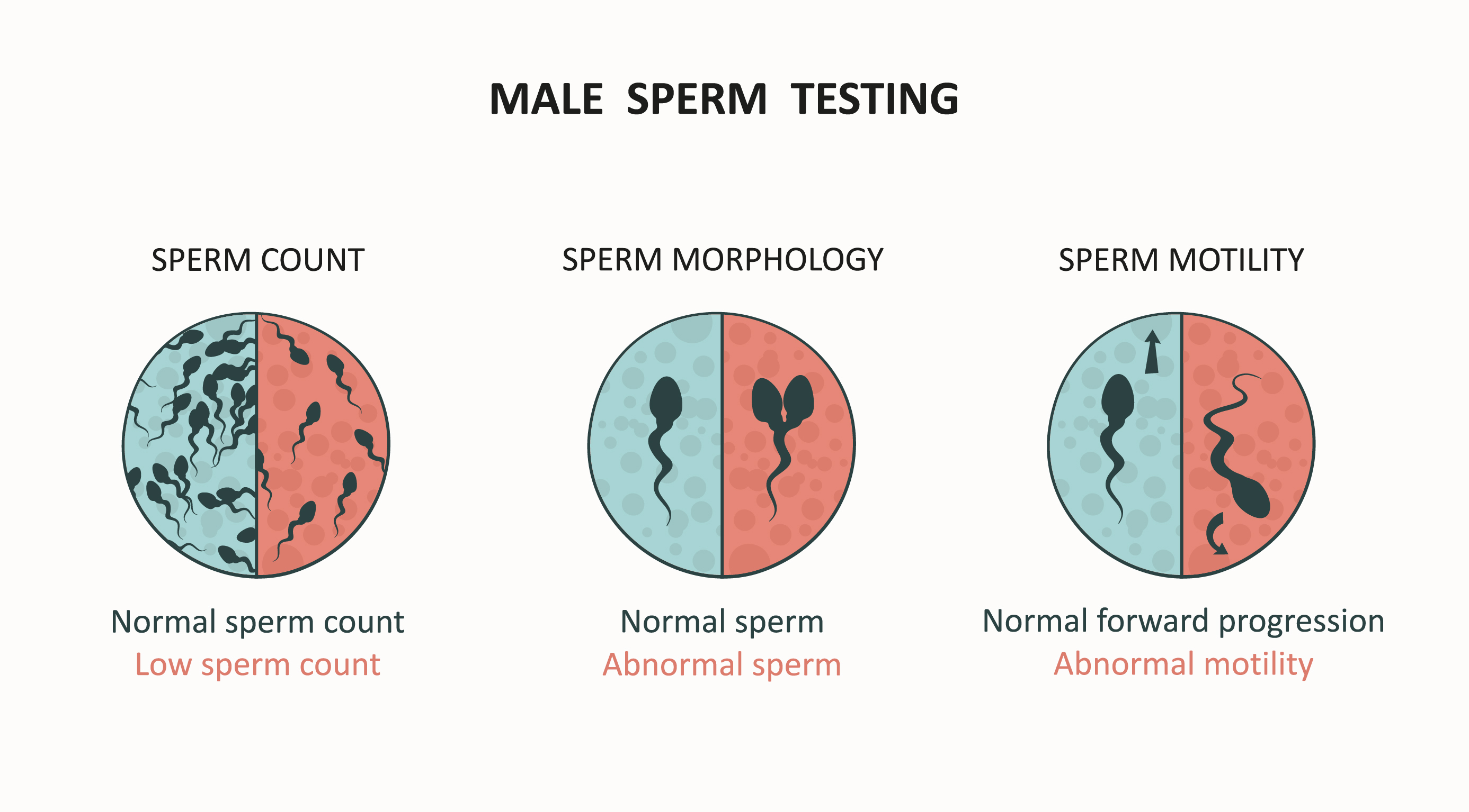 Male sperm testing graphic