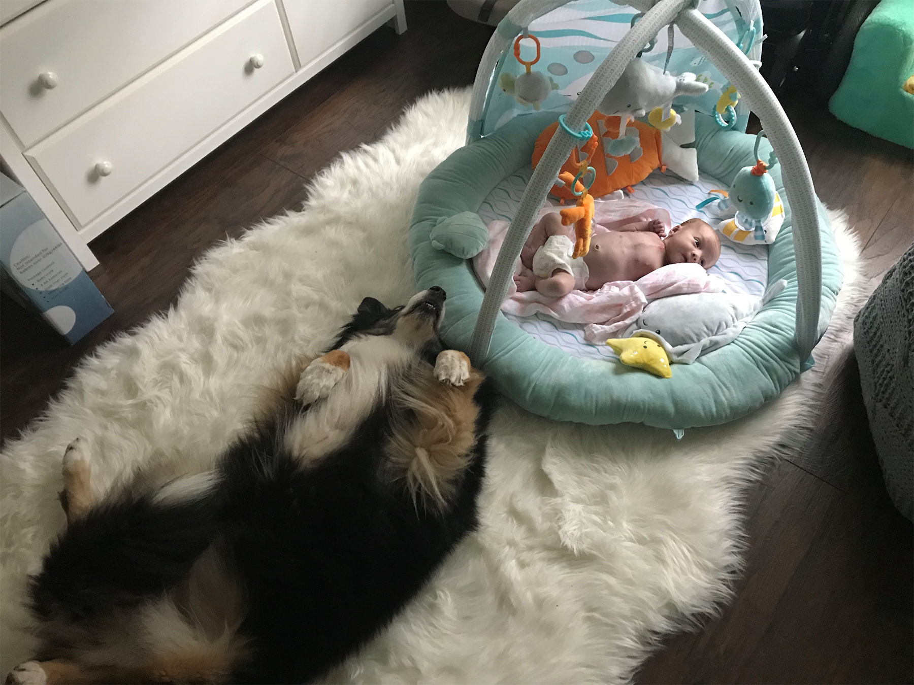 Riley is at home with her furry brother and sister, Brody and Stella. The Australian shepherds stay by her side as she grows stronger each day.
