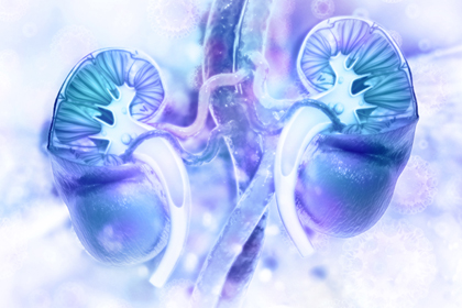 blue and purple image of kidneys
