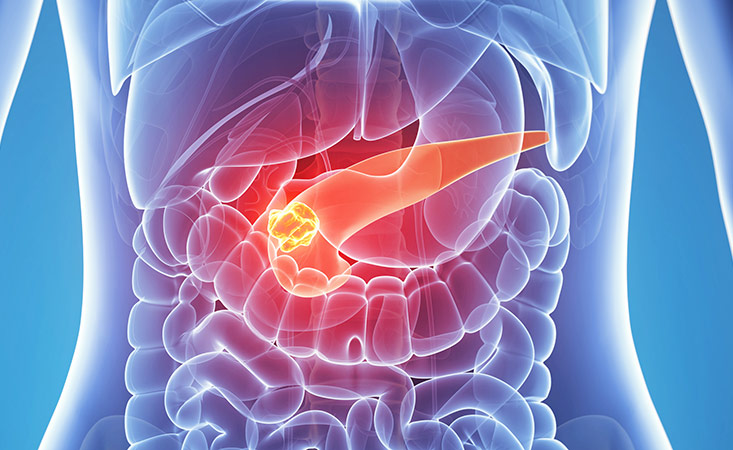 3D illustration of a pancreas