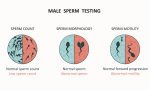 A graphic of male sperm testing, sperm count, sperm morphology and sperm motility