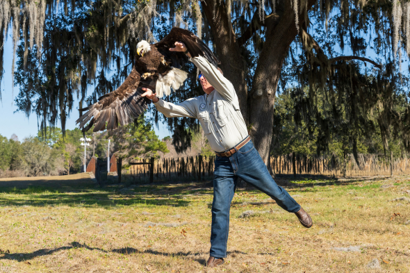 A man wearing jean and a heavy denim shirt lifts a bald eagle into the air. The eagle is flapping its wings about to take flight.